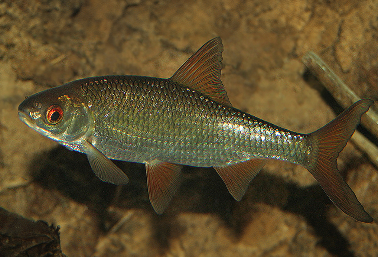 Rutilus rutilus