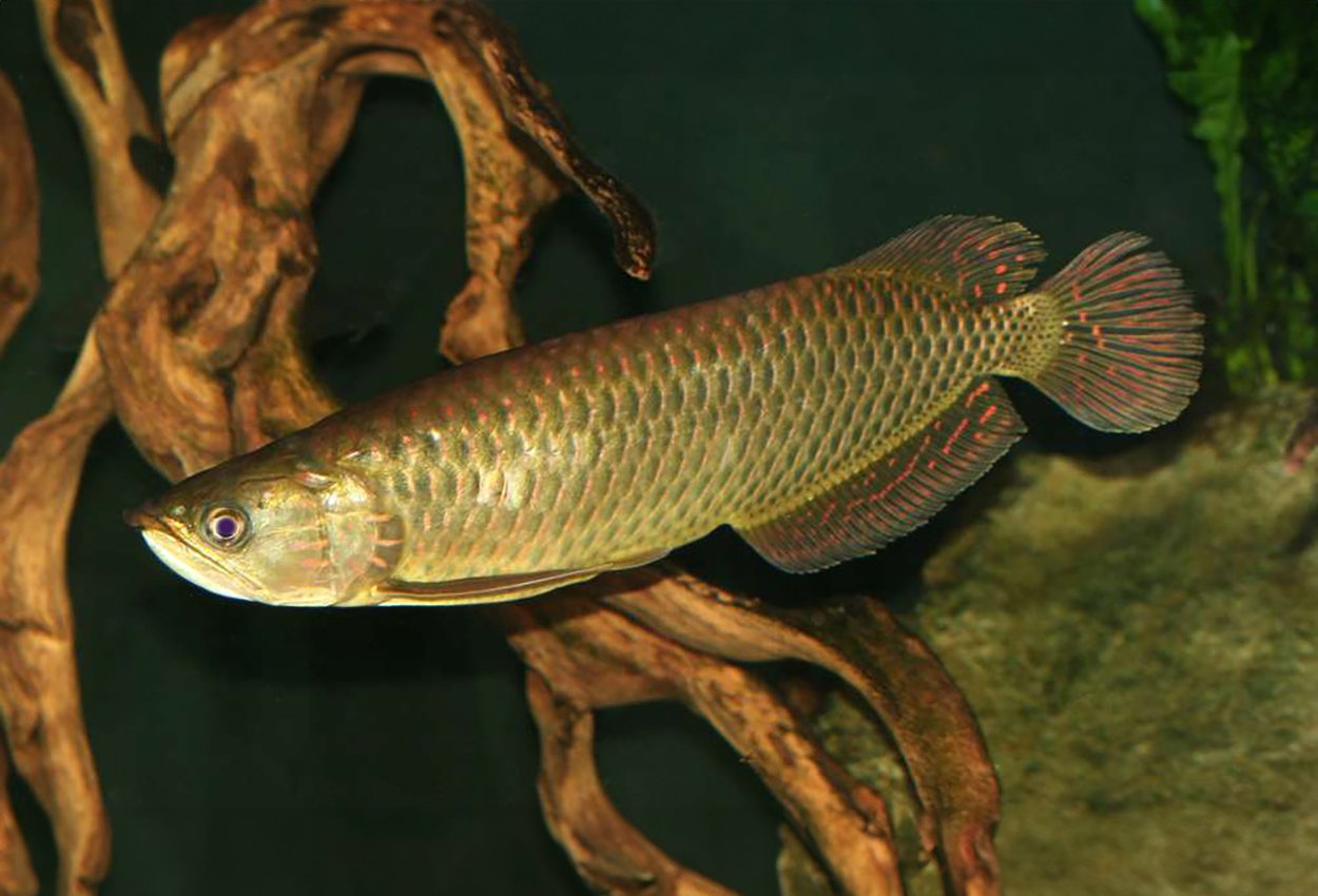 Scleropages jardini