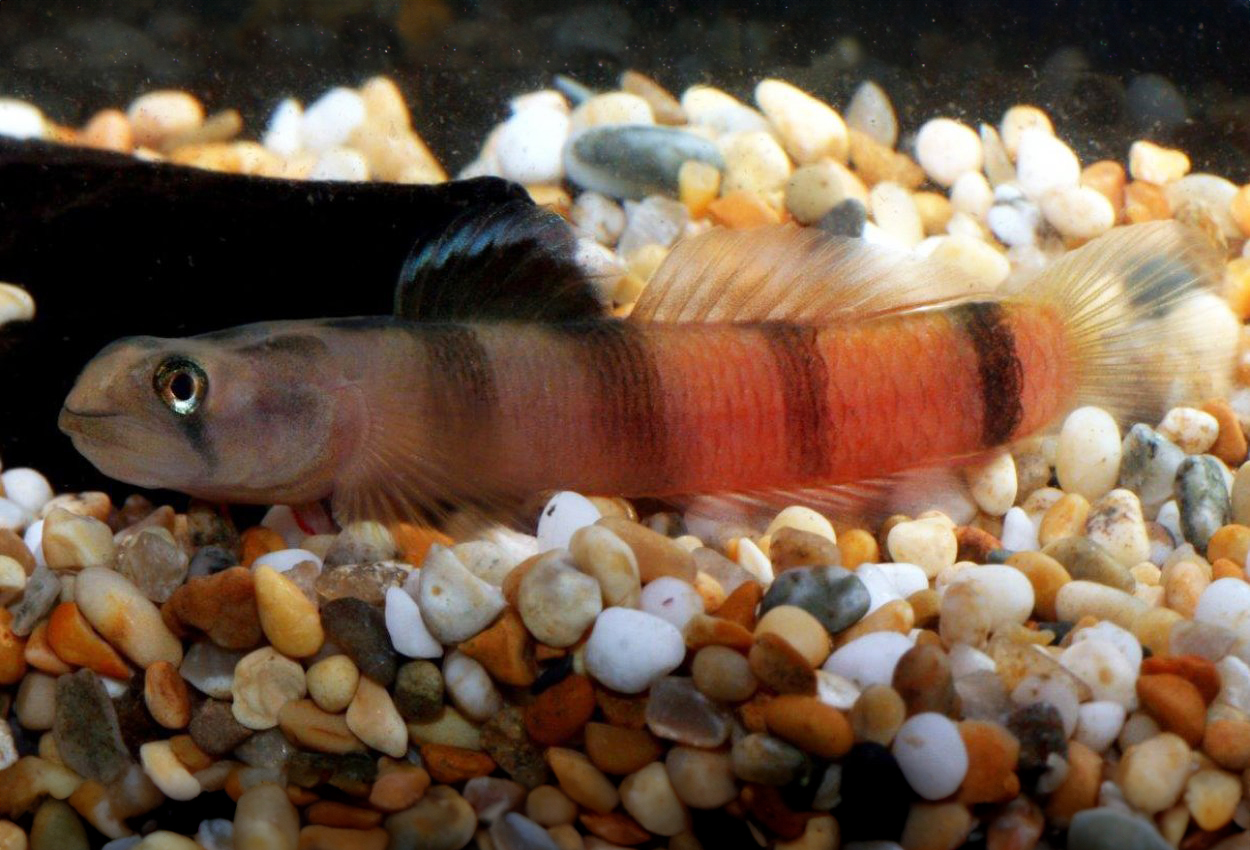 Sicyopus zosterophorus