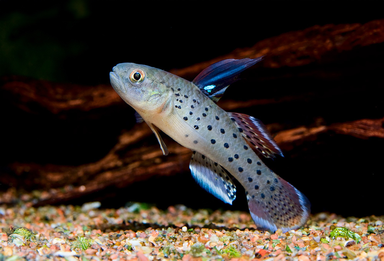 Stigmatogobius sadanundio