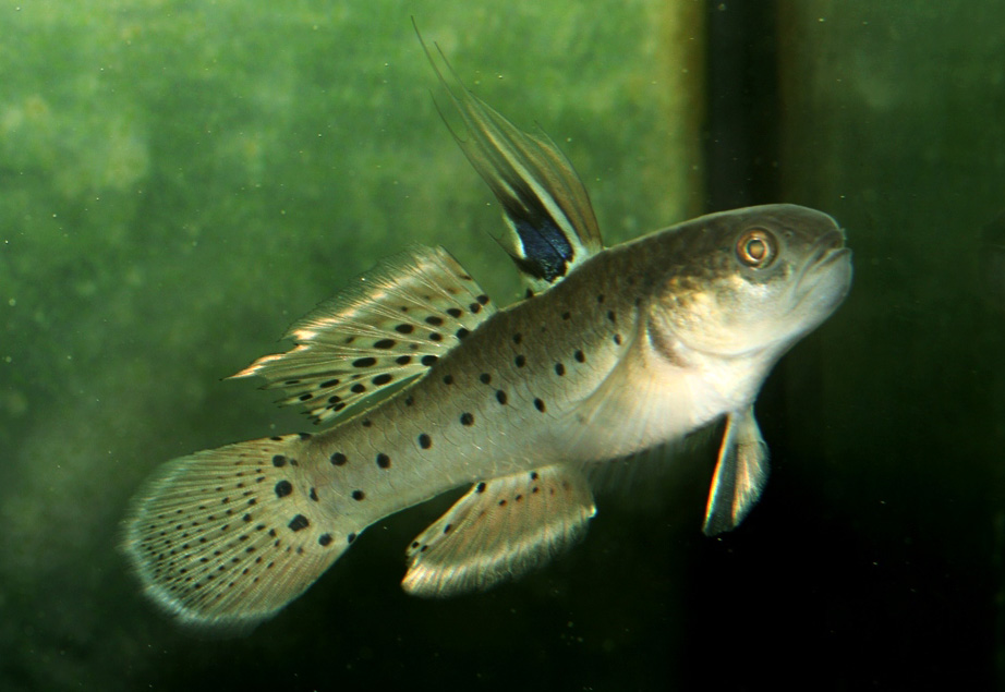 Stigmatogobius sadaundio