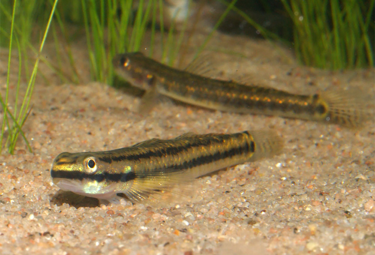 Ornatus gobi