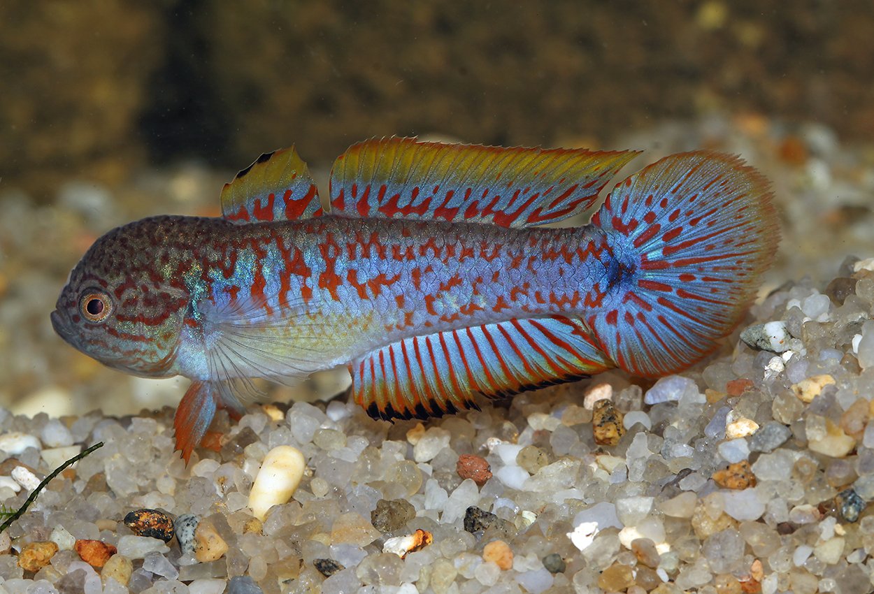 Tateurndina ocellicauda