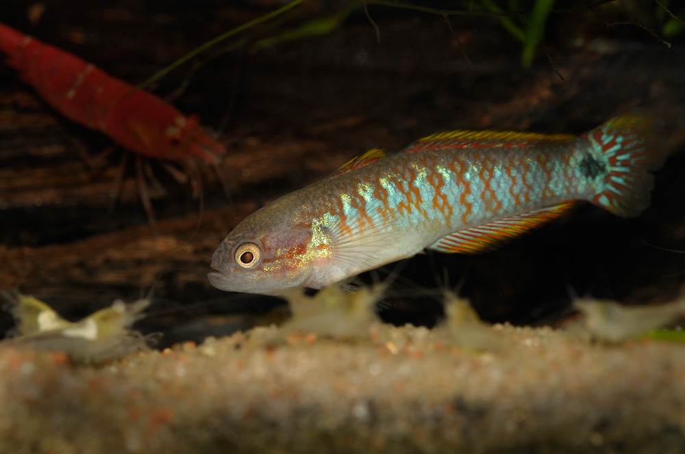 Tateurndina ocellicauda