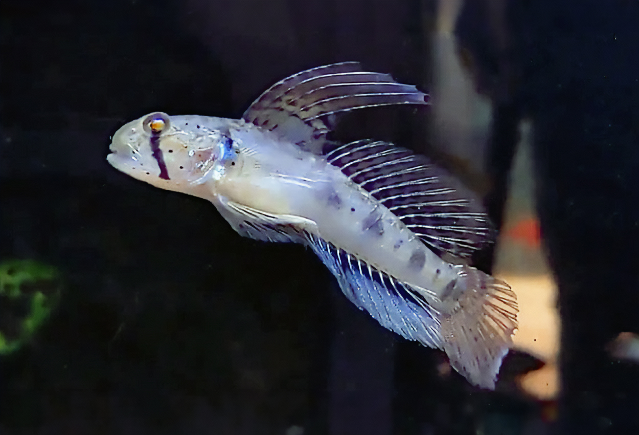 Oligolepis acutipennis