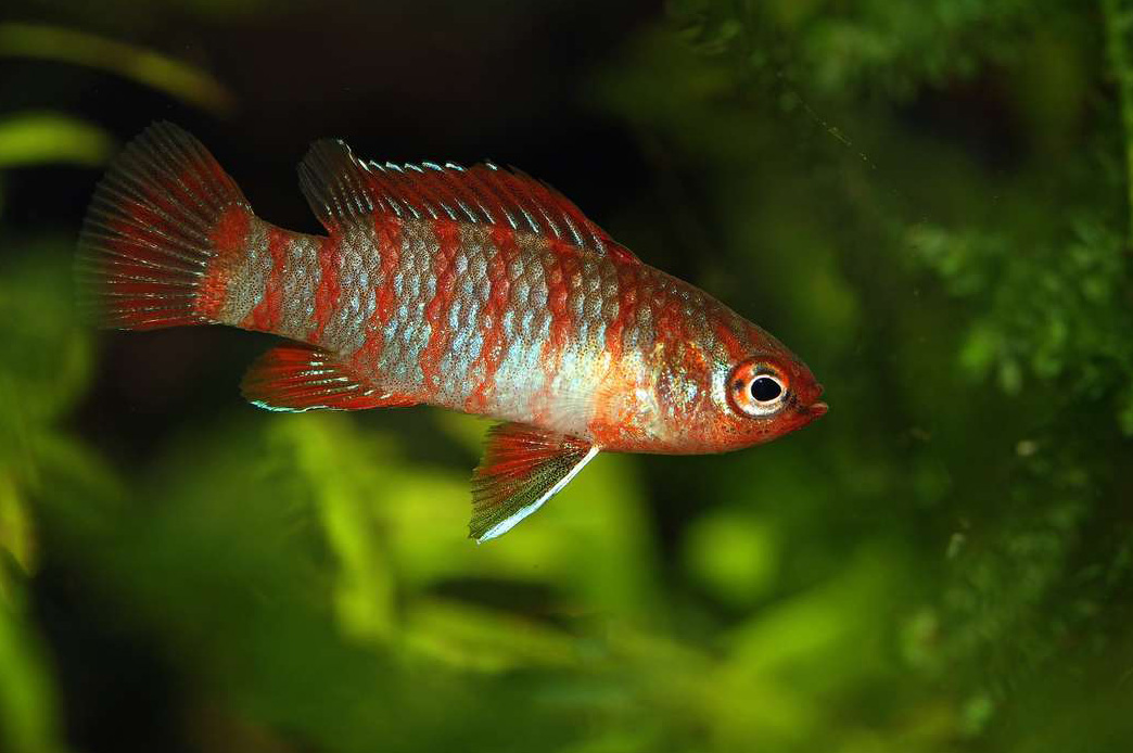 Dario dario