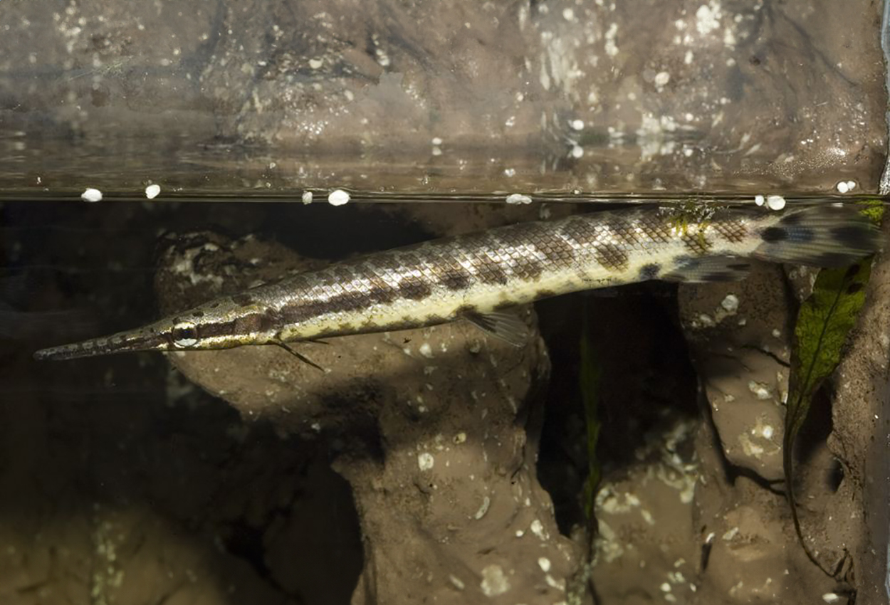 Lepisosteus oculatus