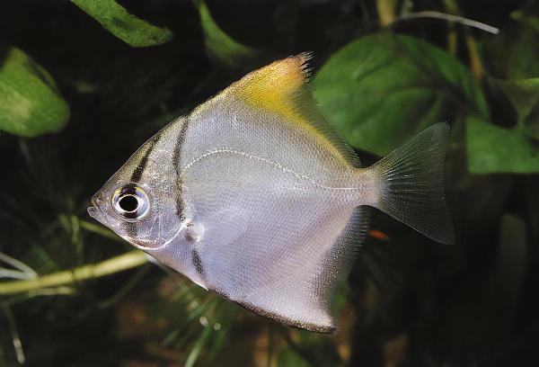 Månefisk
