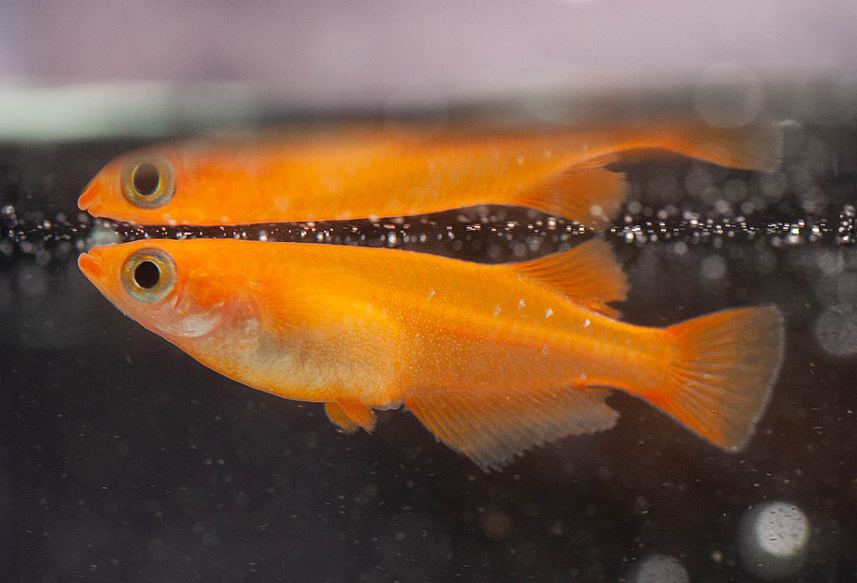 Oryzias latipes