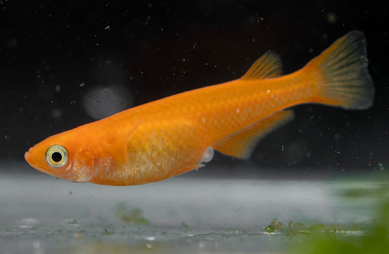Oryzias latipes