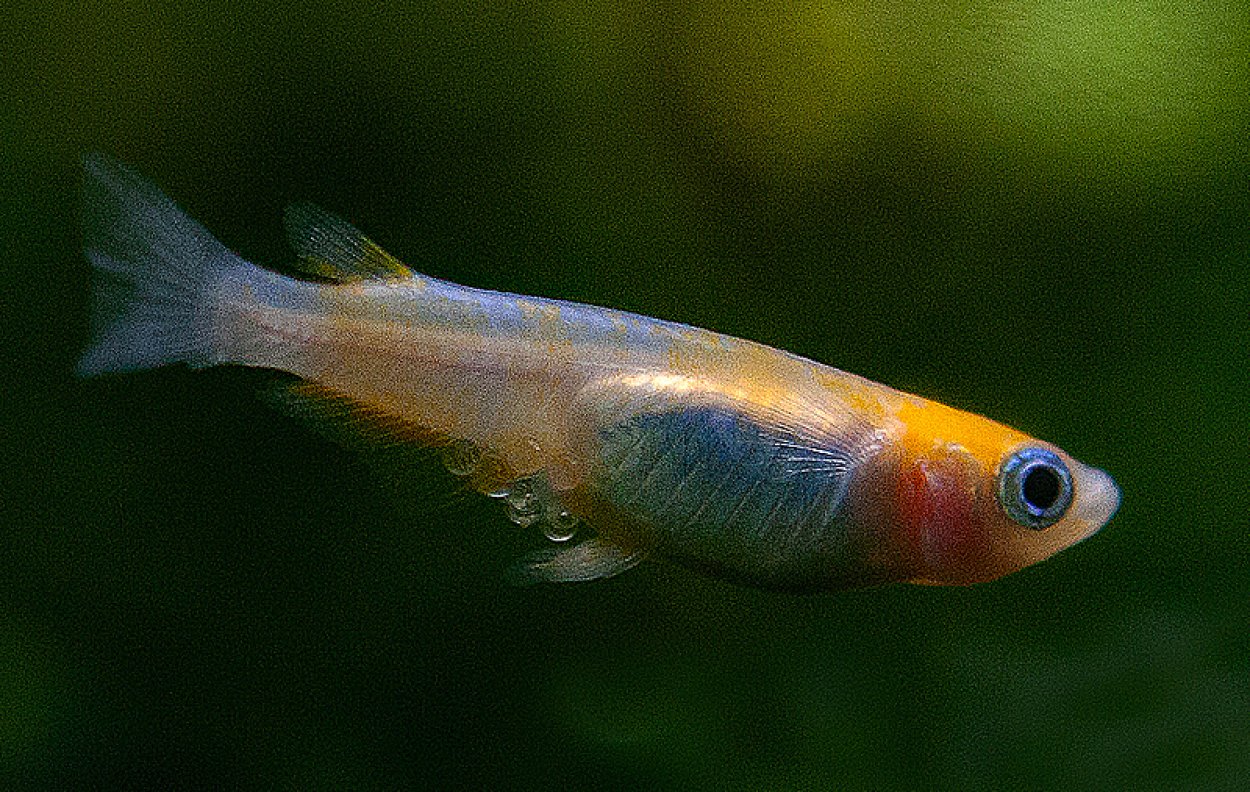 Oryzias latipes