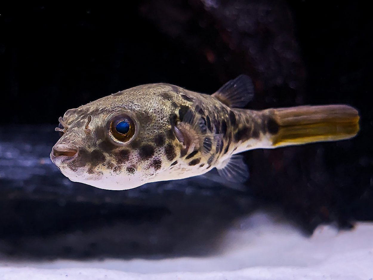 Tetraodon schoutedeni