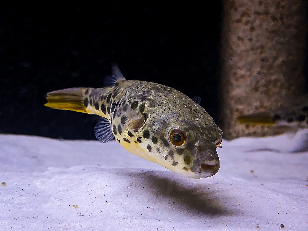 Tetraodon schoutedeni