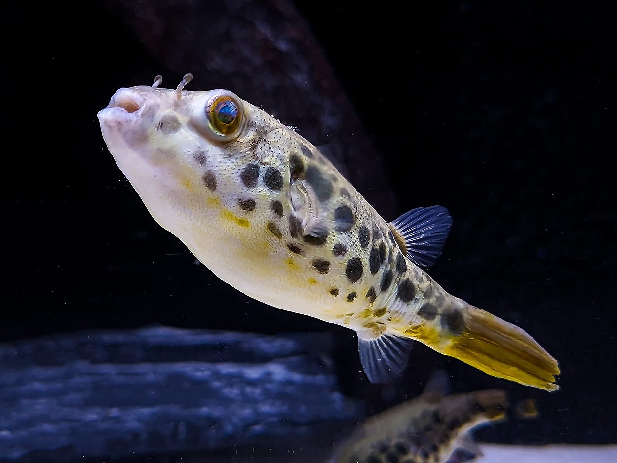 Tetraodon schoutedeni
