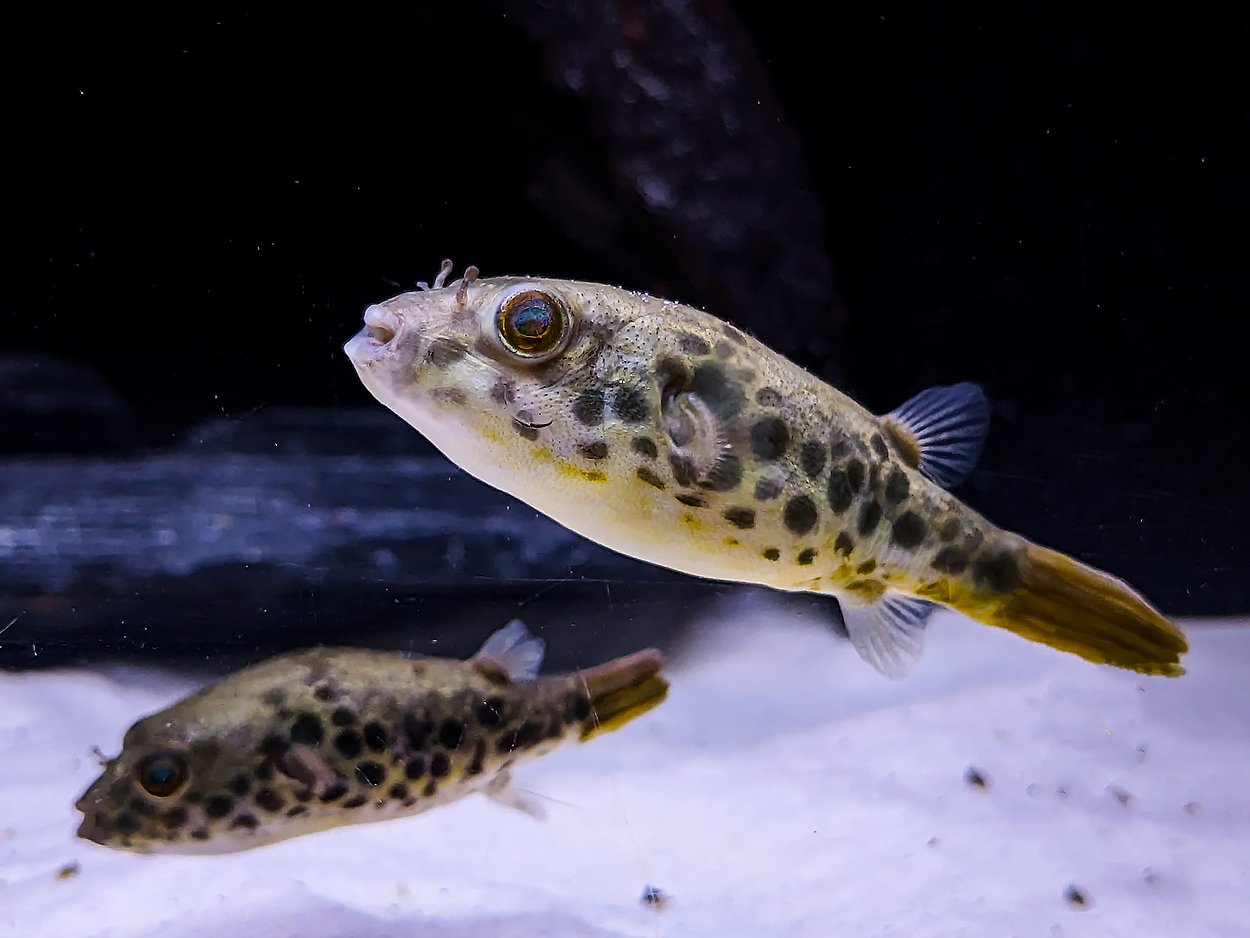 Tetraodon schoutedeni