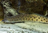 Mastacembelus albogutatus