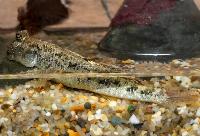 Periophthalmus argentilineatus