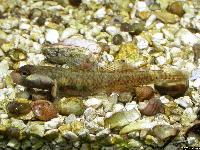 Rhinogobius duospilus (hane)
