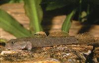 Rhinogobius duospilus