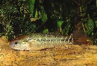 Dormitator maculatus