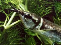Osteoglossum ferreirai