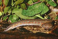 Mastacembelus erythrotaenia