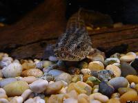 Polypterus bichir lapradei