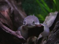Polypterus senegalus