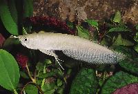 Osteoglossum bicirrhosum
