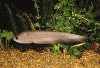 Papyrocranus afer
