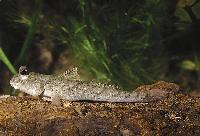Periophthalmus barbarus