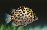 Scatophagus argus