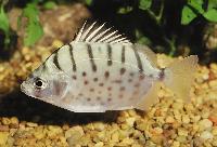 Selenotoca multifasciata