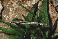 Syngnathus abaster