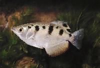 Toxotes jaculatrix