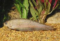Xenomystus nigri
