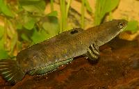 Channa pulchra