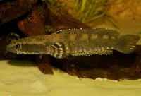 Channa pulchra