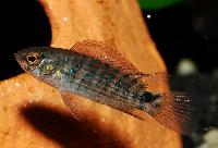 Badis ruber