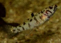 Mugilogobius adeida