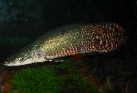Arapaima gigas