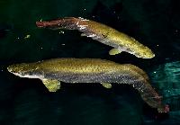 Arapaima gigas