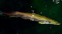 Arapaima gigas