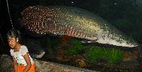 Arapaima gigas