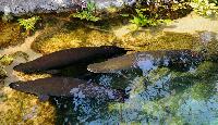 Arapaima gigas