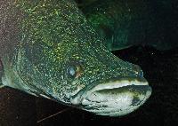 Arapaima gigas