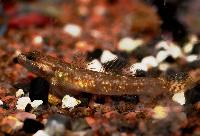 Rhinogobius duospilus