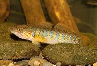 Mogurnda cingulata