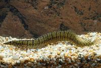 Macrognathus zebrinus