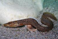 Mastacembelus moorii
